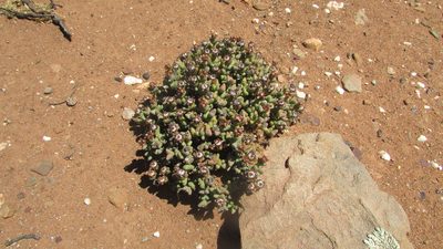 Octopoma tanquanum, photographed by James Deacon