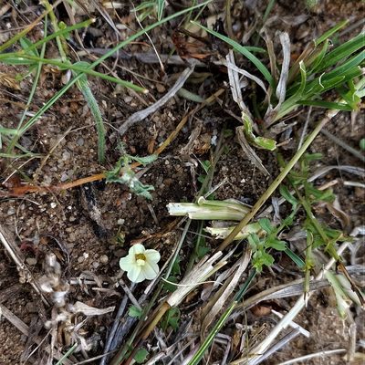 Xenostegia tridentata, photographed by Paulmathi Vinod