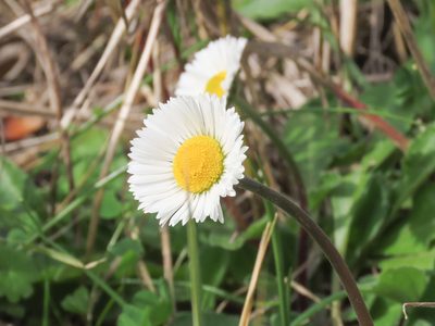 Bellis sylvestris, photographed by Emanuele Santarelli
