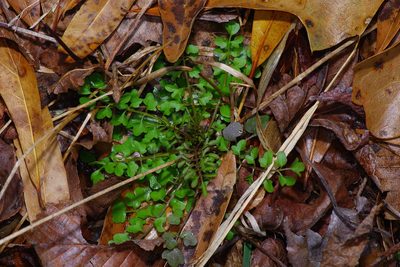 Cardamine parviflora, photographed by Michelle W. （鍾偉瑋）