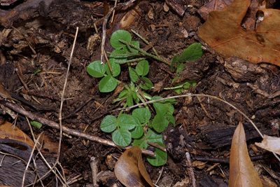 Pediomelum rhombifolium, photographed by Michelle W. （鍾偉瑋）