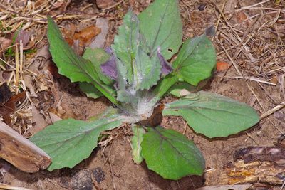 Senecio ampullaceus, photographed by Michelle W. （鍾偉瑋）