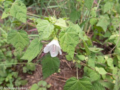 Pavonia columella, photographed by Andrew Hankey