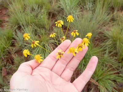 Senecio affinis, photographed by Andrew Hankey