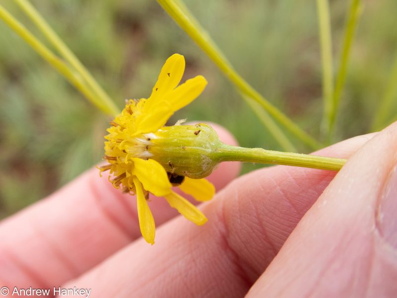 Senecio affinis, photographed by Andrew Hankey