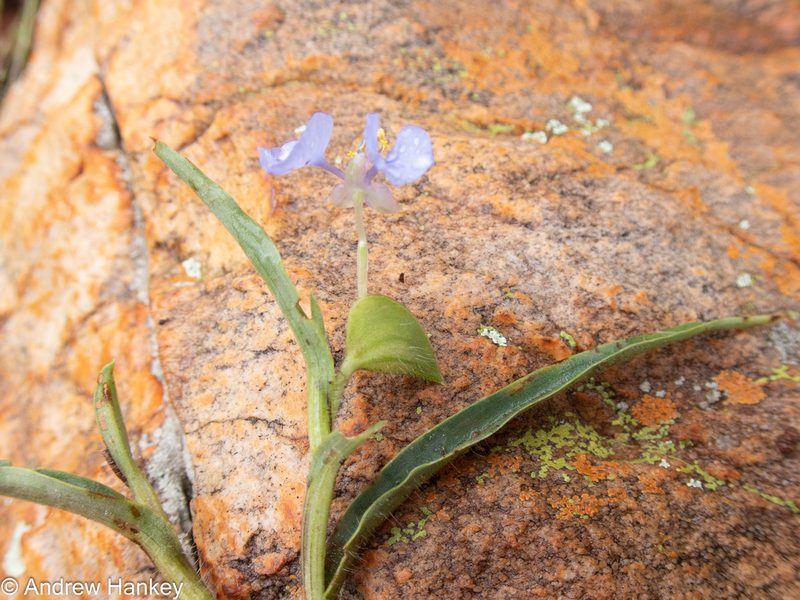Commelina eckloniana, photographed by Andrew Hankey