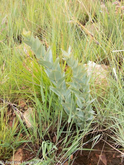 Gomphocarpus glaucophyllus, photographed by Andrew Hankey