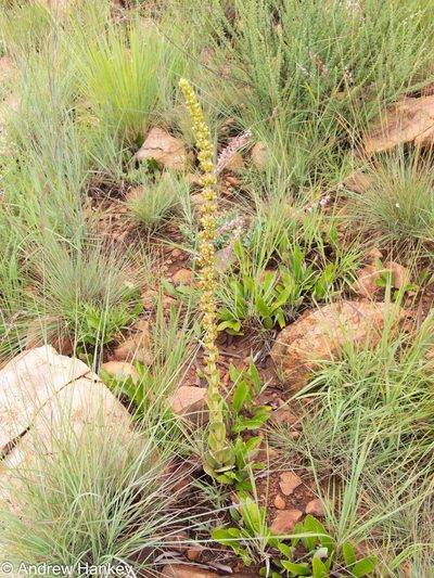 Crassula nodulosa, photographed by Andrew Hankey
