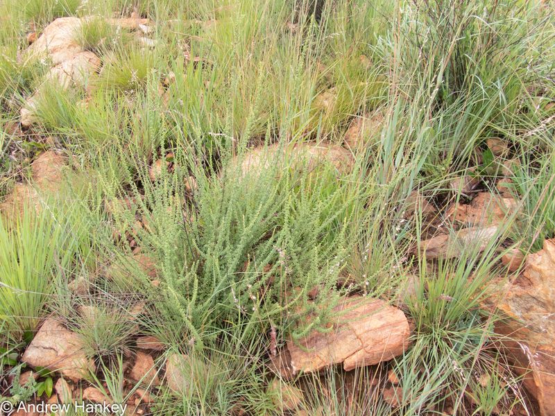 Jamesbrittenia burkeana, photographed by Andrew Hankey