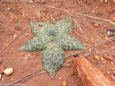Ledebouria ovatifolia, photographed by Andrew Hankey