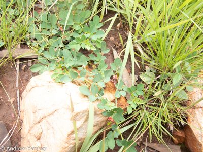 Indigofera oxalidea, photographed by Andrew Hankey