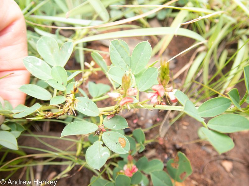 Indigofera oxalidea, photographed by Andrew Hankey