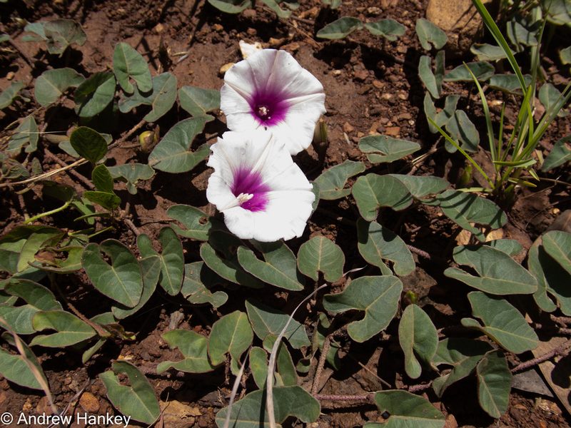 Ipomoea bathycolpos, photographed by Andrew Hankey