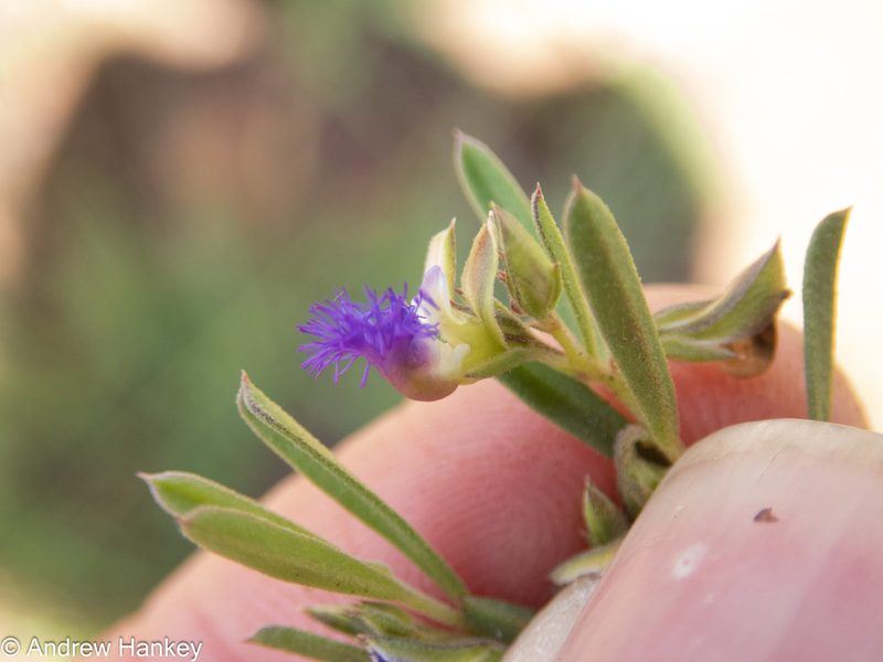 Polygala gerrardii, photographed by Andrew Hankey