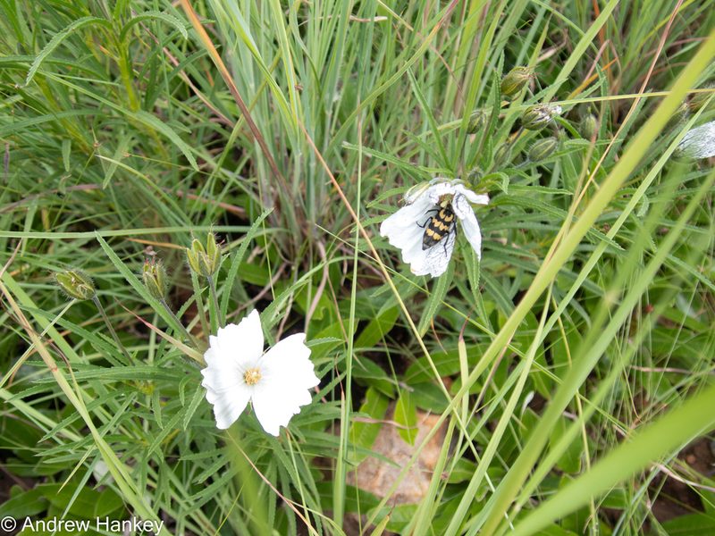 Monsonia biflora, photographed by Andrew Hankey