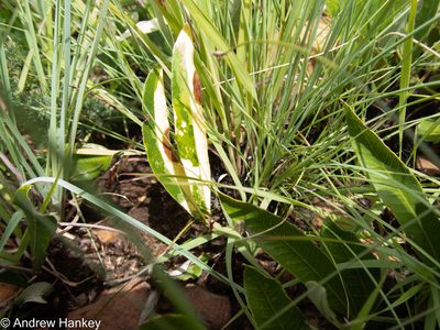 Parinari capensis, photographed by Andrew Hankey