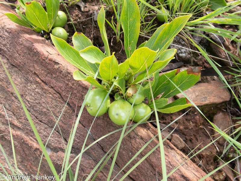 Pygmaeothamnus zeyheri, photographed by Andrew Hankey