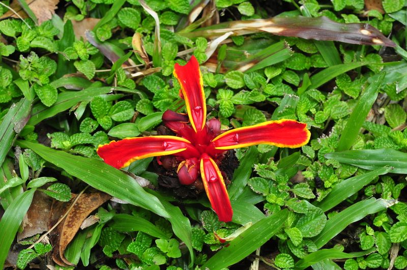 Etlingera littoralis, photographed by Cheongweei Gan