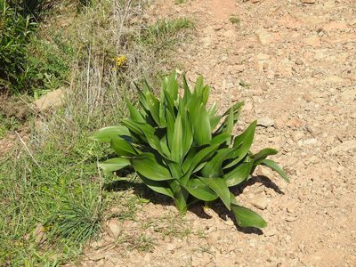 Squilla maritima, photographed by Duarte Frade