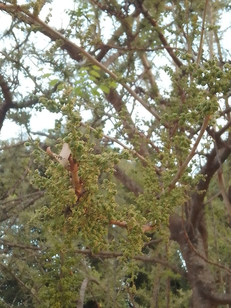 Phyllanthus elsiae, photographed by Luis Rubio-Yépez