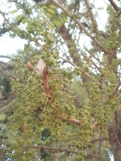 Phyllanthus elsiae, photographed by Luis Rubio-Yépez