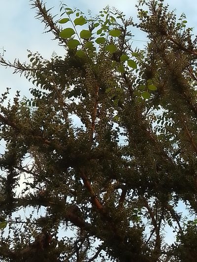 Phyllanthus elsiae, photographed by Luis Rubio-Yépez