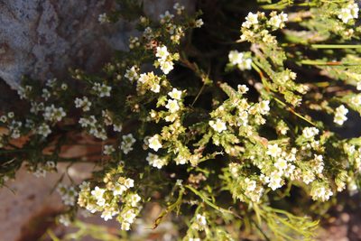 Diosma oppositifolia, photographed by Tony Rebelo