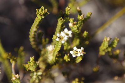Diosma oppositifolia, photographed by Tony Rebelo