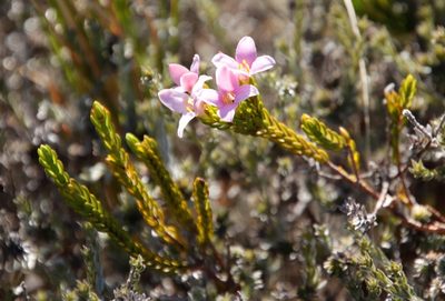 Lachnaea grandiflora, photographed by Tony Rebelo