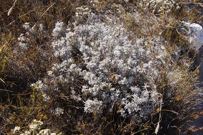 Petalacte coronata, photographed by Tony Rebelo
