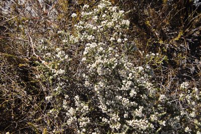 Metalasia brevifolia, photographed by Tony Rebelo