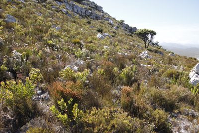 Edmondia sesamoides, photographed by Tony Rebelo