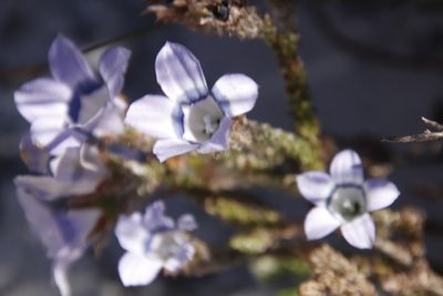 Roella ciliata, photographed by Tony Rebelo