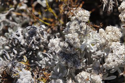 Petalacte coronata, photographed by Tony Rebelo