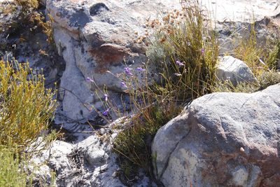 Lobelia coronopifolia, photographed by Tony Rebelo