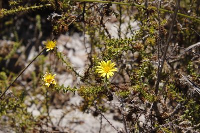 Cullumia setosa, photographed by Tony Rebelo