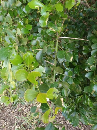 Gymnosporia arenicola, photographed by Rosemary Harrison