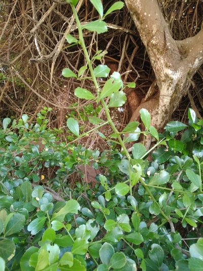 Gymnosporia arenicola, photographed by Rosemary Harrison