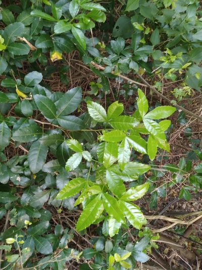 Searsia natalensis, photographed by Rosemary Harrison