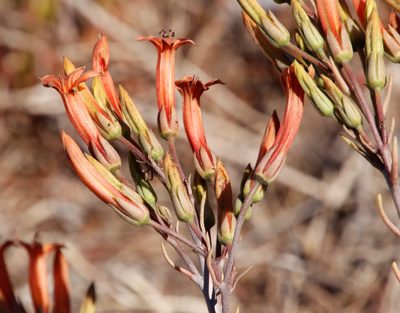 Tylecodon grandiflorus, photographed by Tony Rebelo