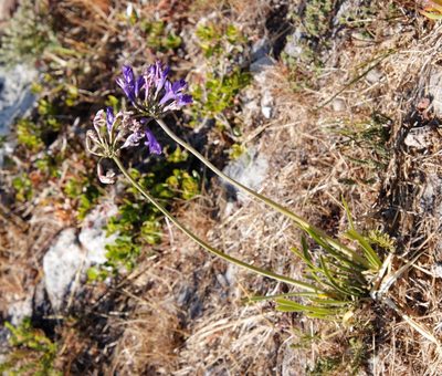 Agapanthus africanus, photographed by Tony Rebelo