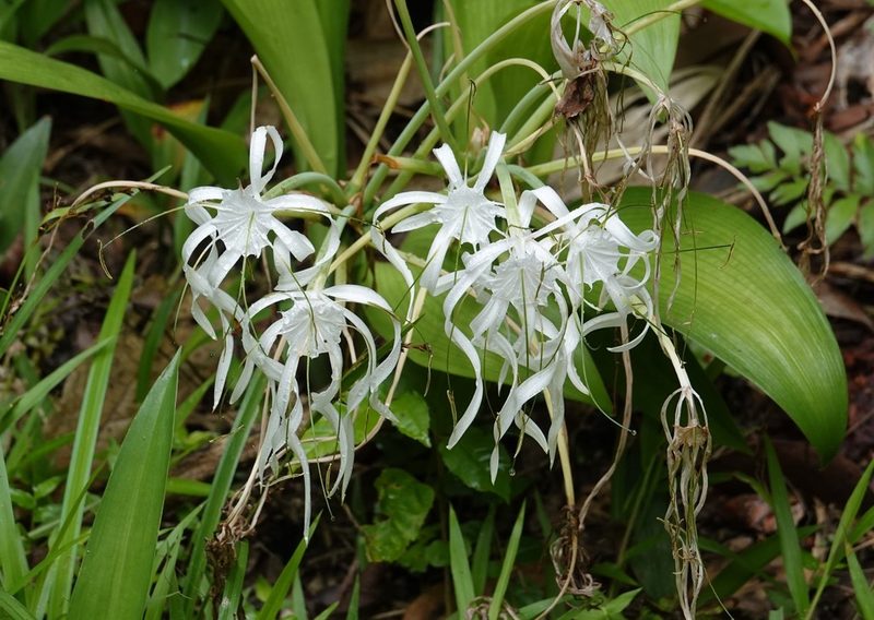 Hymenocallis tubiflora, photographed by Paul Prior