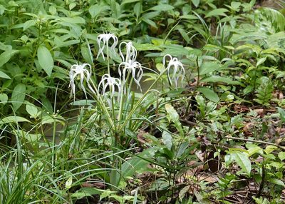 Hymenocallis tubiflora, photographed by Paul Prior