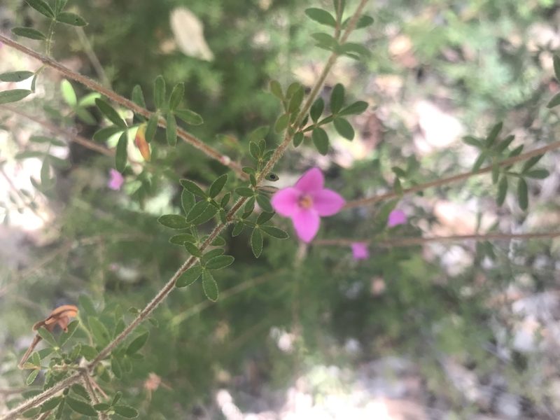 Boronia gracilipes, photographed by Ann Bentley