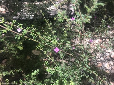 Boronia gracilipes, photographed by Ann Bentley