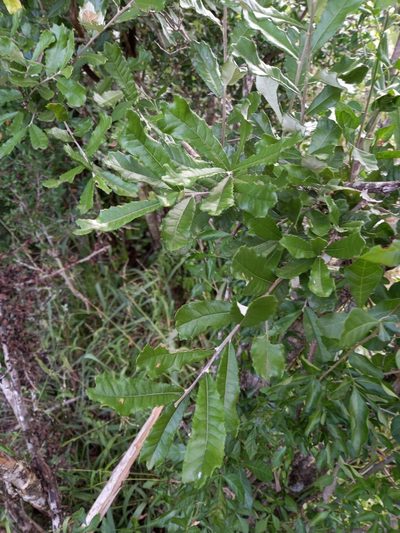 Brachylaena elliptica, photographed by Christiaan Viljoen