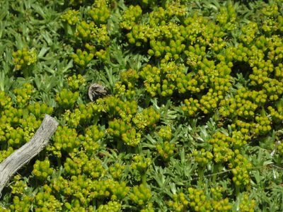 Azorella trifurcata, photographed by Ezequiel Vera