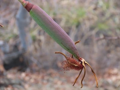 Pseudobombax cajamarcanus, photographed by Manuel Roncal