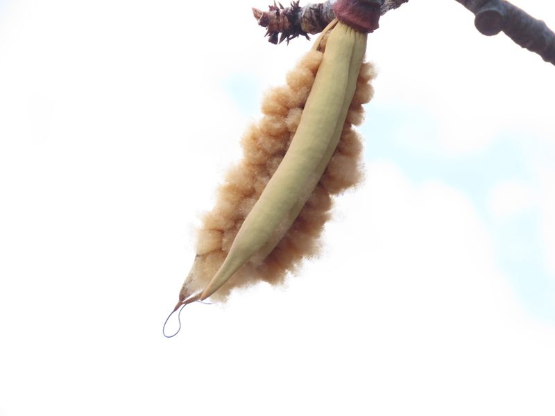 Pseudobombax cajamarcanus, photographed by Manuel Roncal