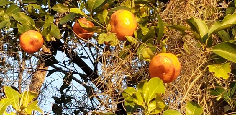 Citrus × aurantium, photographed by dande